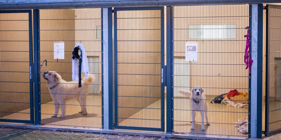 Hunde warten im Tierheim in ihren Boxen. In der Corona-Zeit haben sich offenbar viele Menschen Hunde angeschafft, ohne sich artgerecht mit ihnen zu beschäftigen.