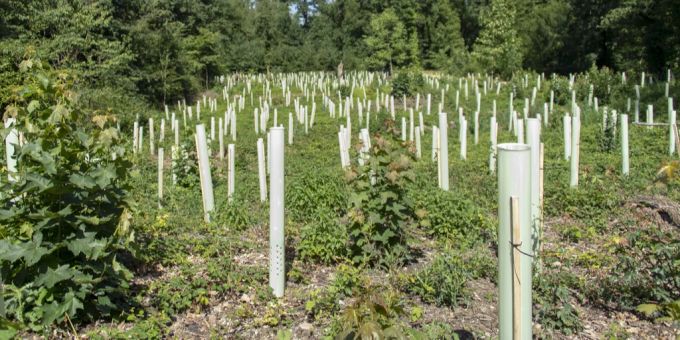 In einem Schweizer Wald werden Bäume gepflanzt. wald schweiz