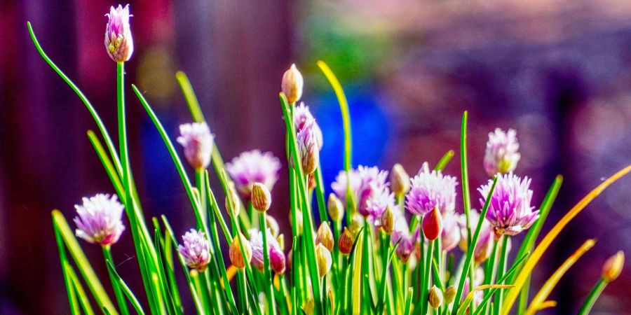 Schnittlauch Blüte lila Sonne