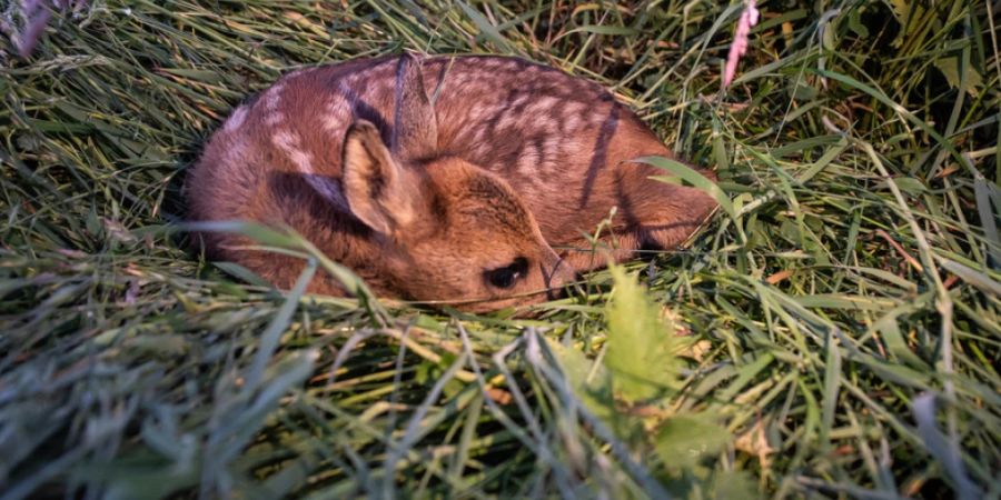 Rehkitze verstecken sich gerne im hohen Gras und riskieren dabei, von Mähmaschinen erwischt zu werden. Der Schweizer Tierschutz fordert deshalb, die Wiesen vor dem Mähen abzusuchen. (Symbolbild)