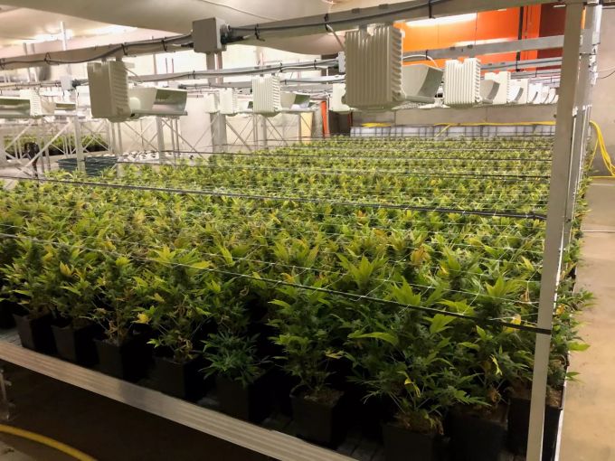 Über 4200 Hanfpflanzen wurden sichergestellt. Lützelflüh Hanfpflanzen