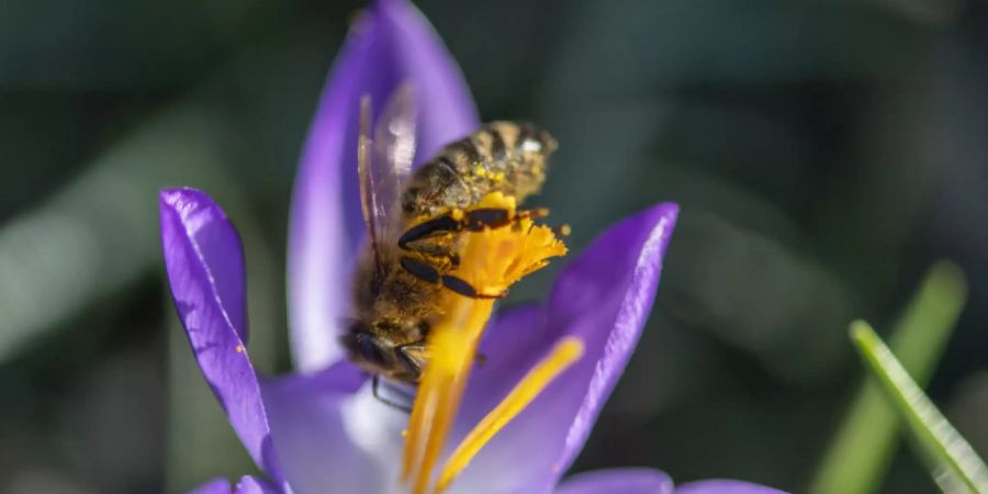 Frühling im Februar