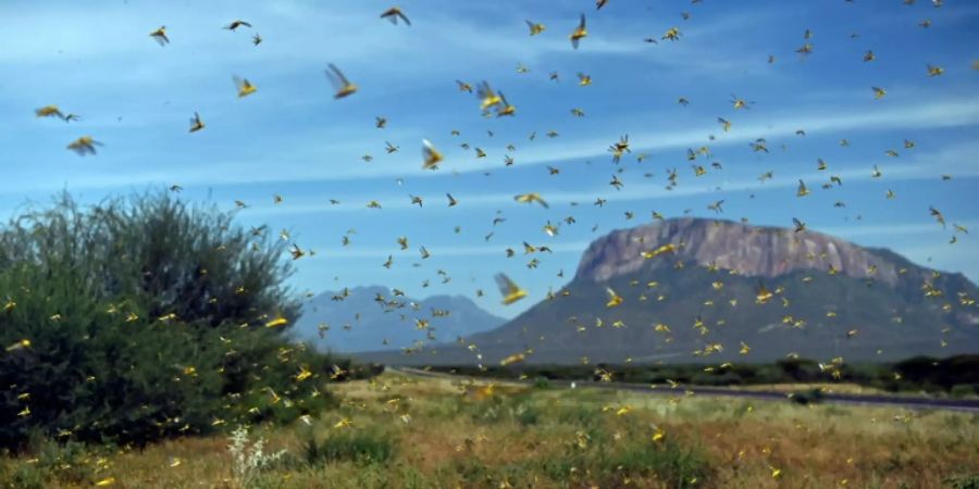 Heuschrecken können in wenigen Stunden ein ganzes Feld abfressen