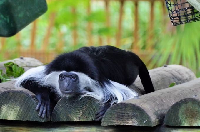 Ein ausgewachsener Guereza-Affe Affe