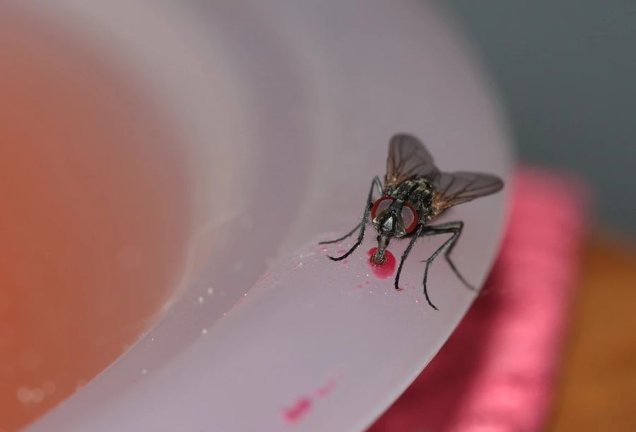 Fliegen haben einen Saugrüssel, mit dem sie flüssige Nahrung aufsaugen können.