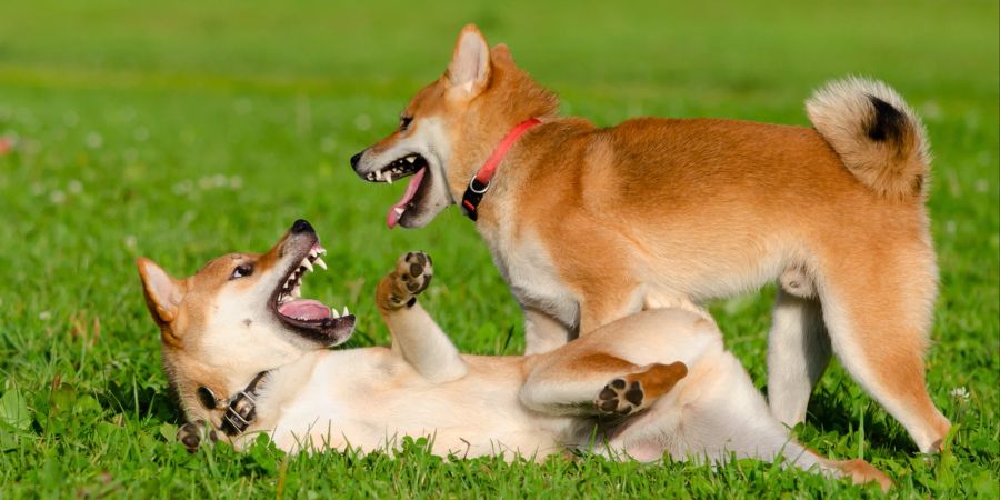 Welpen spielen im Gras