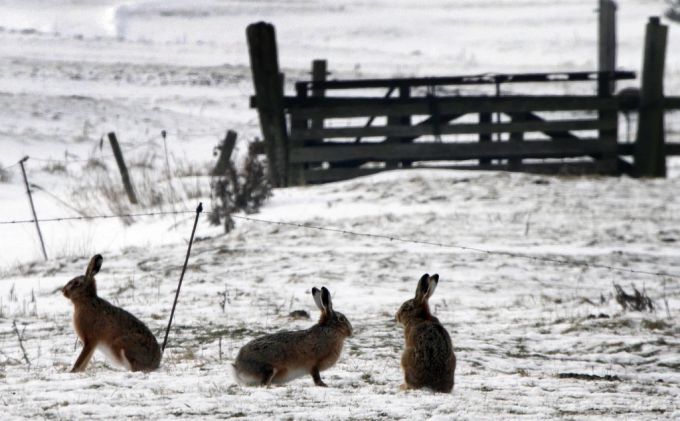 Hase