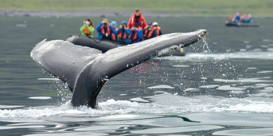 Lindblad Expeditions, National Geographic Endurance, Werbefoto