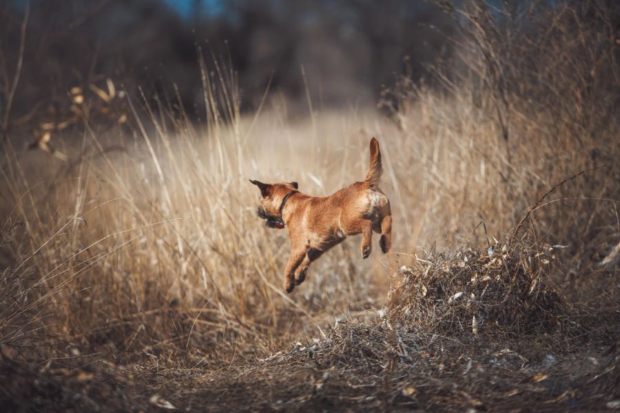 border terrier