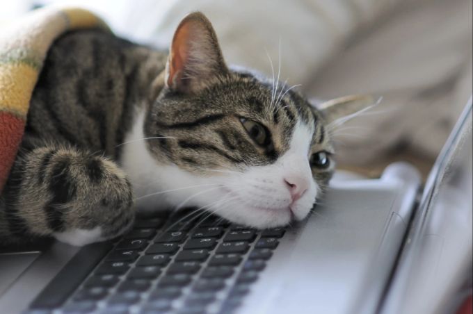 So ist es vielleicht nicht ideal - besser ist ein eigener kleiner Rückzugsort für die Katze Katze, Büro, Laptop