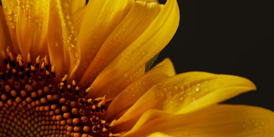 Sonnenblumen sind mit ihren Pollen ein echter Magnet für Bienen.