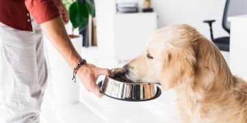 Hund bekommt Futter
