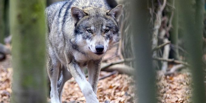 Nach Beschwerden: Die Bündner Behörden hatten die gesamte Wolfsjagd gestoppt. (Symbolbild) Aus Sicht von Tierschützern ist er durch das Jagdgesetz nicht ausreichend geschützt: Der Wolf. (Symbolbild)