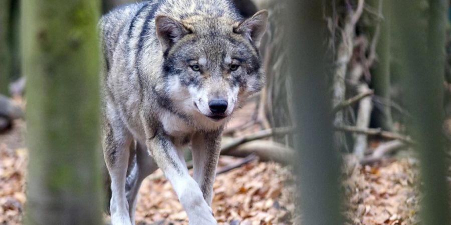 Aus Sicht von Tierschützern ist er durch das Jagdgesetz nicht ausreichend geschützt: Der Wolf. (Symbolbild)