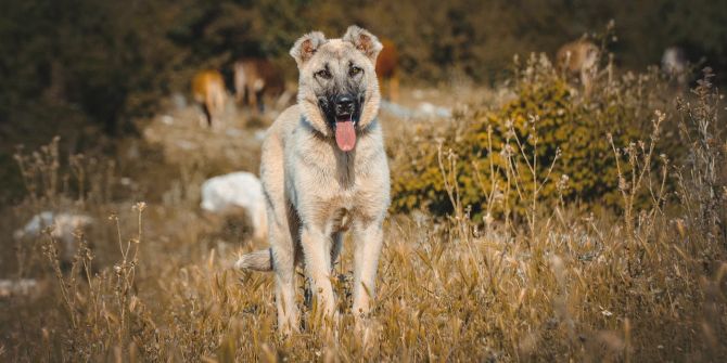 Hund in Natur