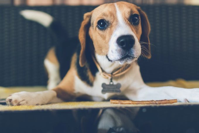 Zum Verlieben: Der Hundeblick. Hund