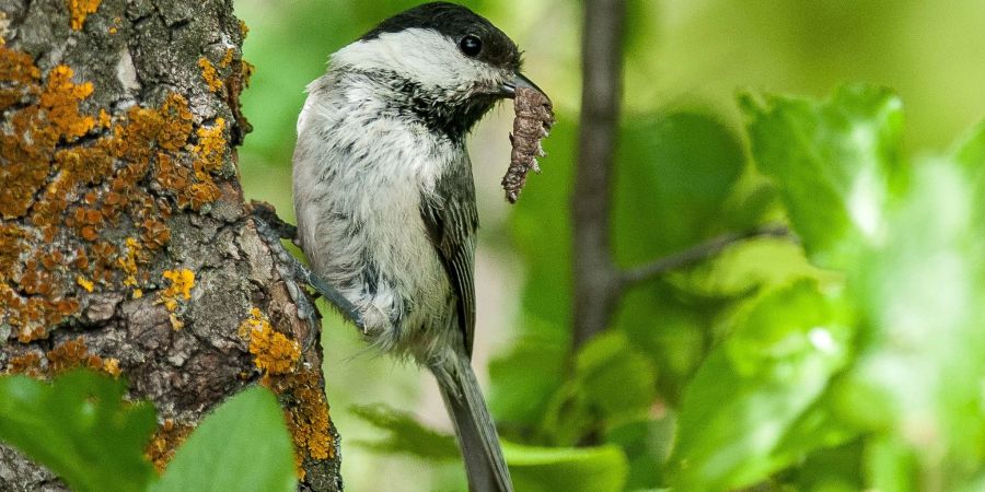 Eine Weidenmeise (Poecile montanus). Der Rückgang der Vogelbestände ist laut der Studie nicht gleichmässig verteilt. Vögel, die Ackerland als Lebensraum bevorzugen, sind mit einer Reduzierung um fast 57 Prozent besonders betroffen.