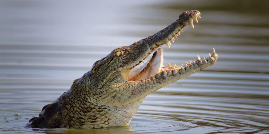 Das Krokodil gehört zu den gefährlichsten Tieren der Welt.