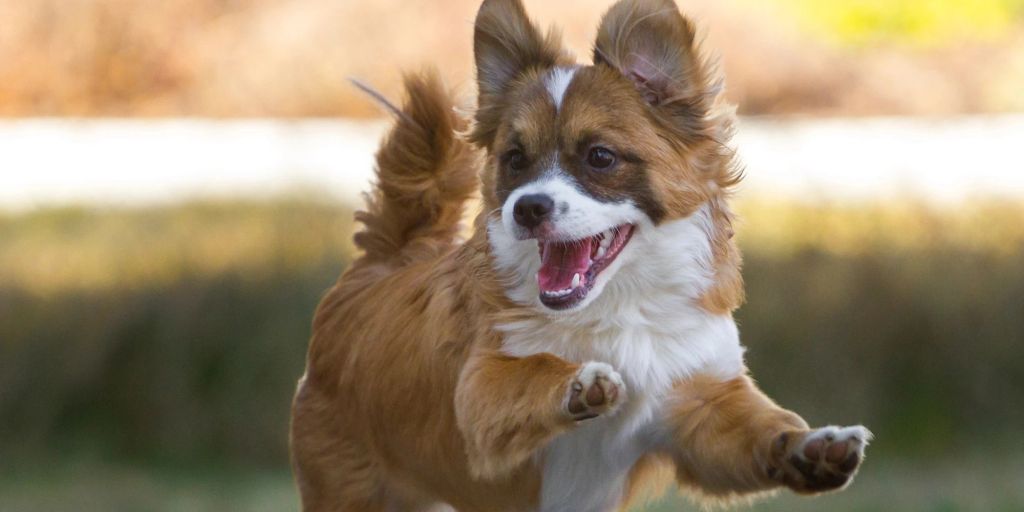 Gibt Es Adhs Bei Hunden www.nau.ch