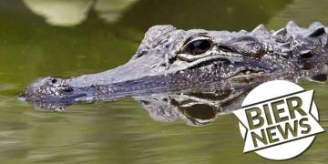 Alligator gestohlen