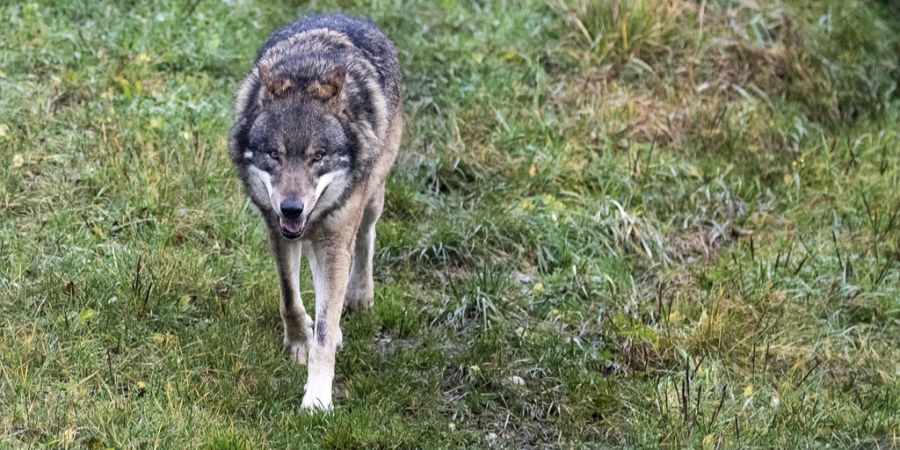 Wolf