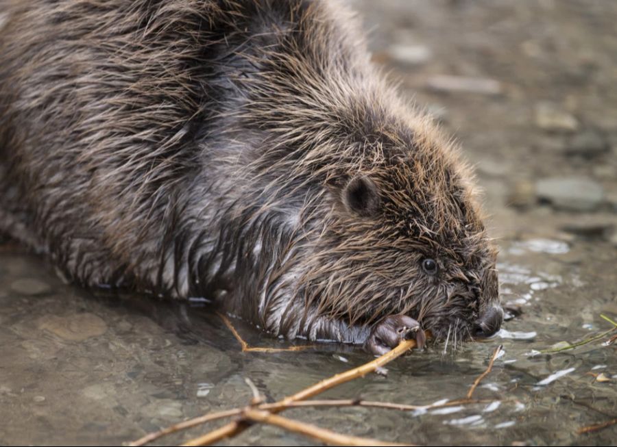 Die neuen Bestimmungen werden von verschiedenen Naturschutzorganisationen kritisiert. Sie befürchten willkürliche Abschüsse.