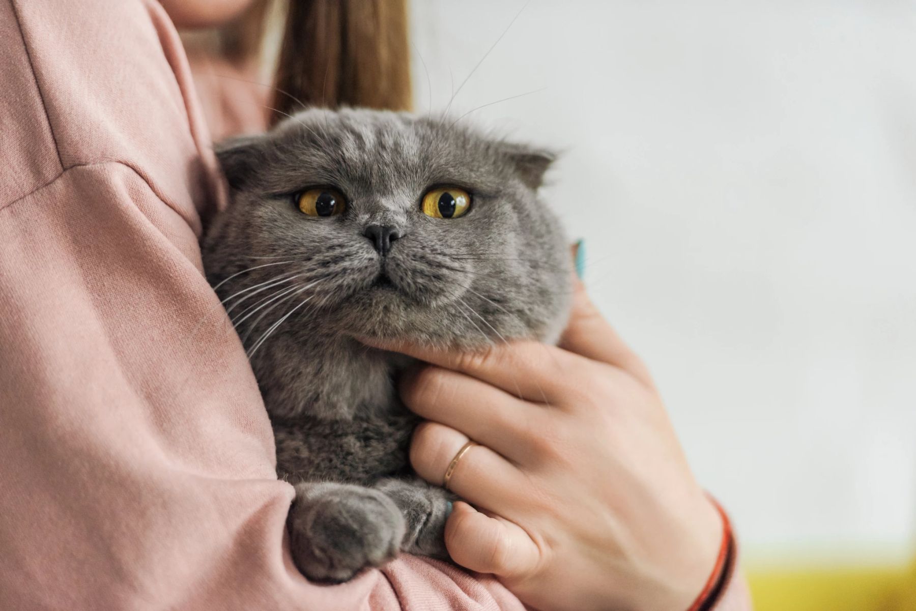 Krankheit Von Katze Auf Mensch www.nau.ch