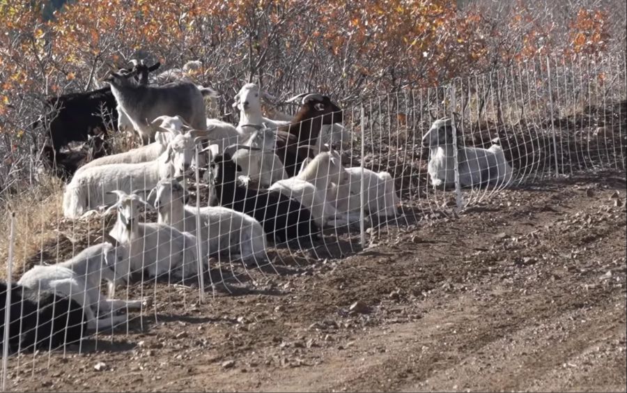 Sie sollen die Vegetation abgrasen und das das Risiko von weiteren Bränden verringern.