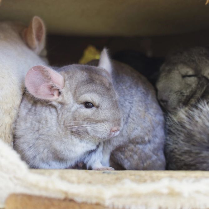 Chinchillas