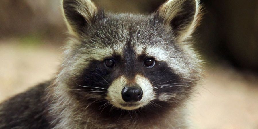 Im Landkreis Altenkirchen hat ein Waschbär so viel Chaos in einem Haus angerichtet, dass die Polizei anrückte. (Symbolbild)