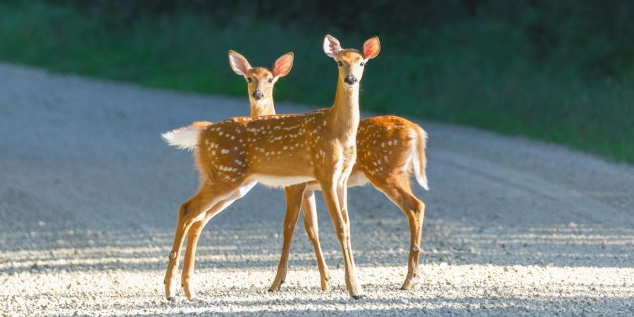 Rehe, Weg, Strasse