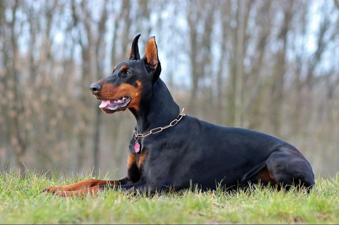 Wenn es nach der Politik geht, sollen auch andere Hunderassen, wie zum Beispiel der Dobermann, verboten werden. Dobermann