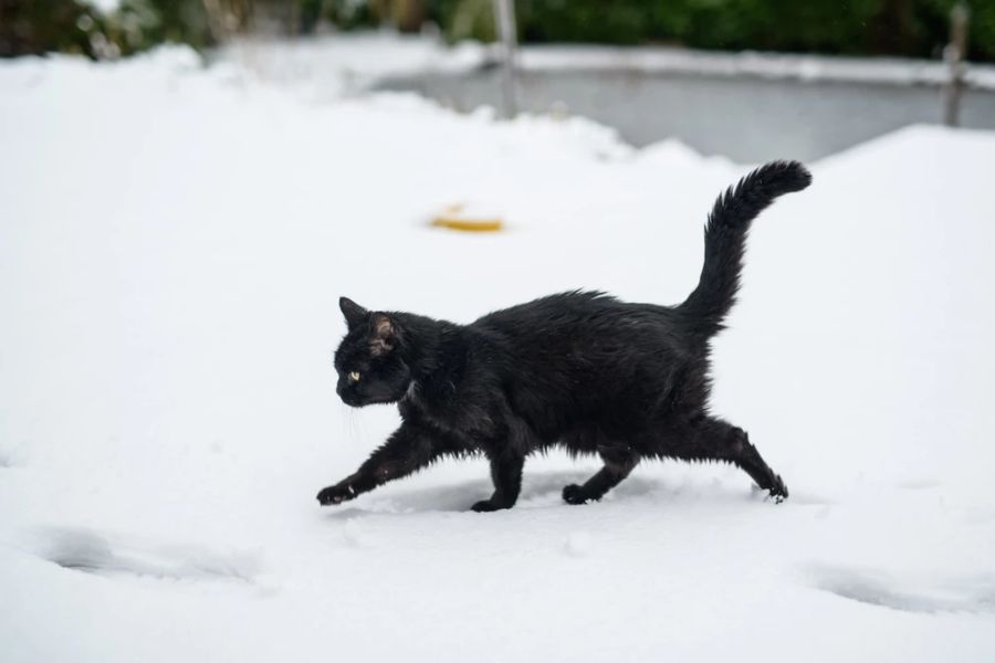 Anzeigen wegen bewusstem Quälen oder Töten von Katzen seien glücklicherweise eher selten, heisst es bei der Kapo Aargau. (Symbolbild)