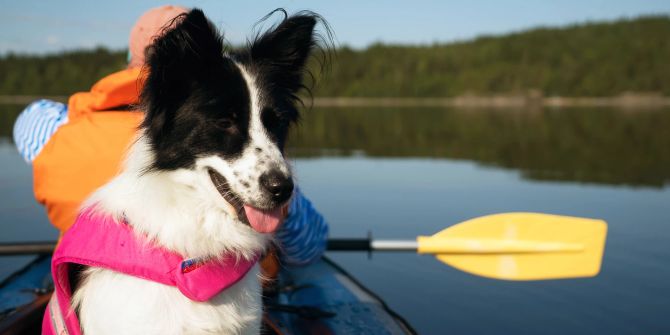 Hund auf Boot