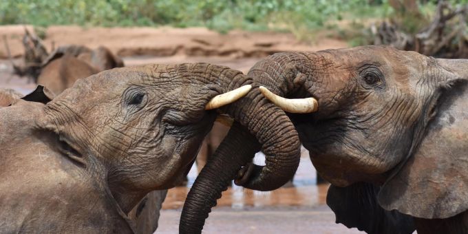 Wegen Dürre - In Simbabwe sollen 200 Elefanten getötet werden