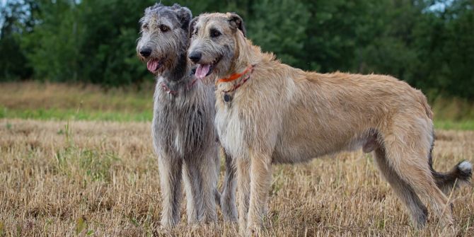 Zwei Irische Wolfshunde auf dem Feld