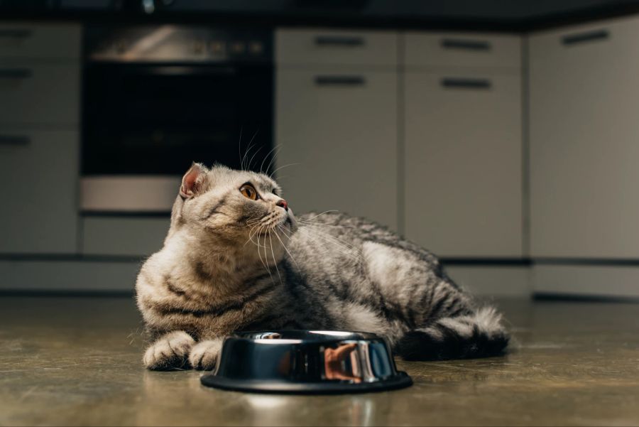 Der Kauf einer Scottish Fold will gut überlegt sein.