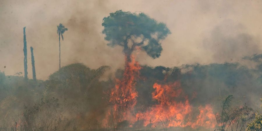 Im brasilianischen Amazonasgebiet toben die schwersten Brände seit fast 20 Jahren.