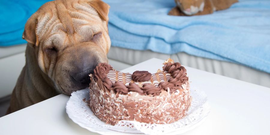 Hund mit Schokoladenkuchen