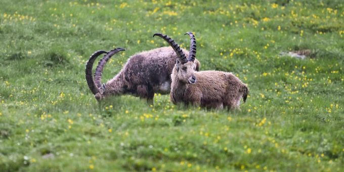 Steinböcke in freier Natur zu begegnen, ist ein beeindruckendes Erlebnis. Steinböcke