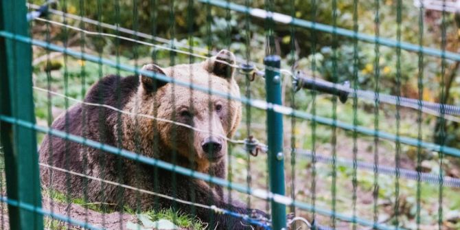 schwarzwald problembärin gaia