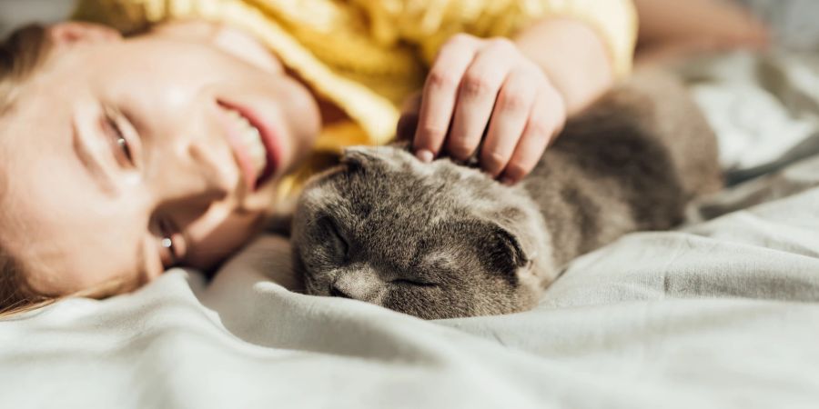 Katze auf Bett