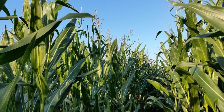 Diebe Maisfeld zelten Einbruchstour