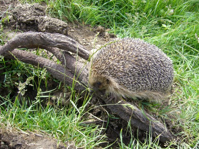 Der Verein pro Igel setzt sich seit mehreren Jahrzehnten für den Schutz und die Förderung des einheimischen Igels ein. Helfen auch Sie mit und werden Sie ein Mitglied des Vereins. Igel