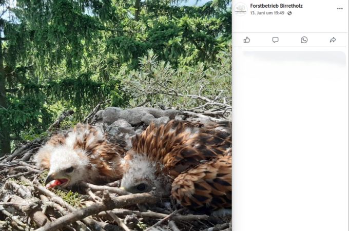 Jungvögel Nest Smartphone gestohlen