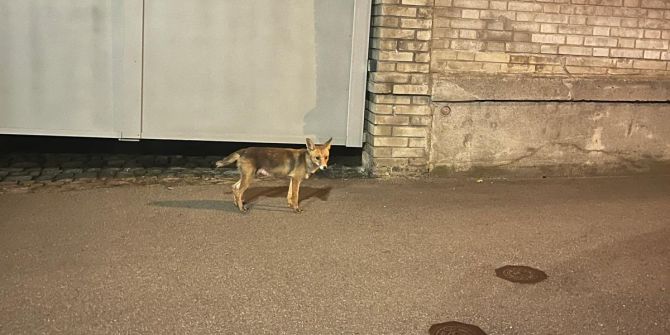 Fuchs