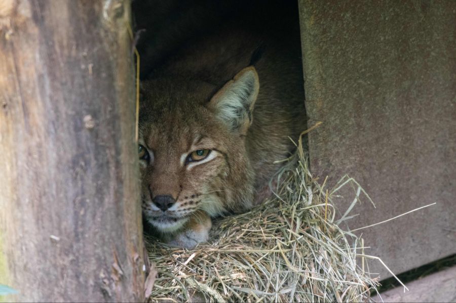 Tierpark Goldau