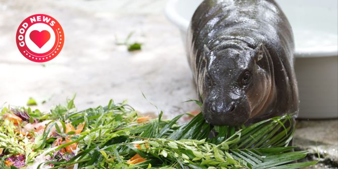 Hippo Moo Deng Geburtstag