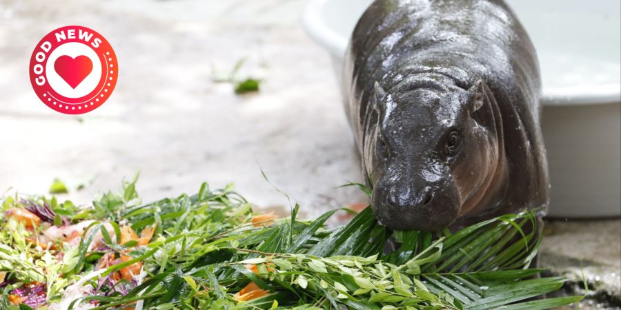Hippo Moo Deng Geburtstag