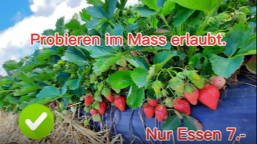 Erdbeerfeld
